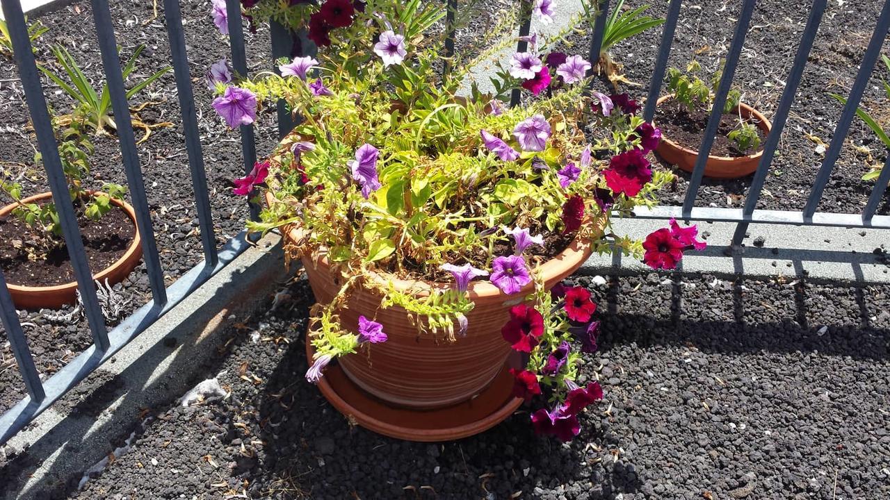 Paraiso Das Flores Estreito Da Calheta エクステリア 写真