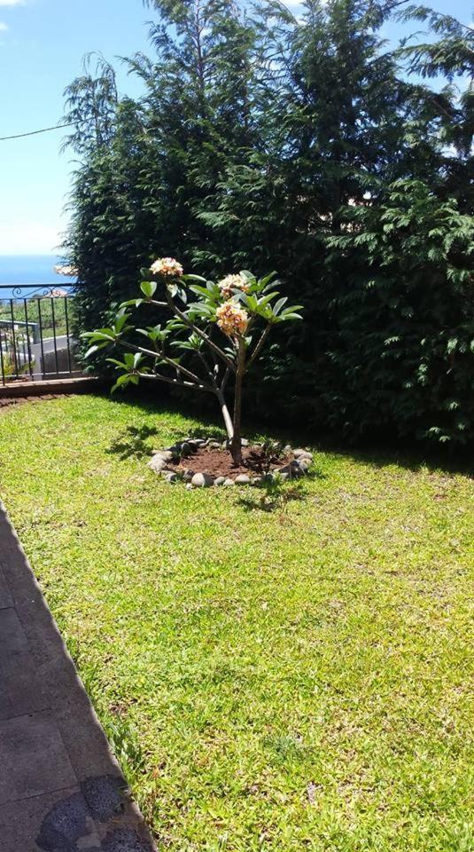 Paraiso Das Flores Estreito Da Calheta エクステリア 写真