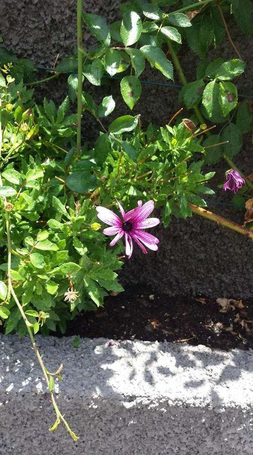 Paraiso Das Flores Estreito Da Calheta エクステリア 写真